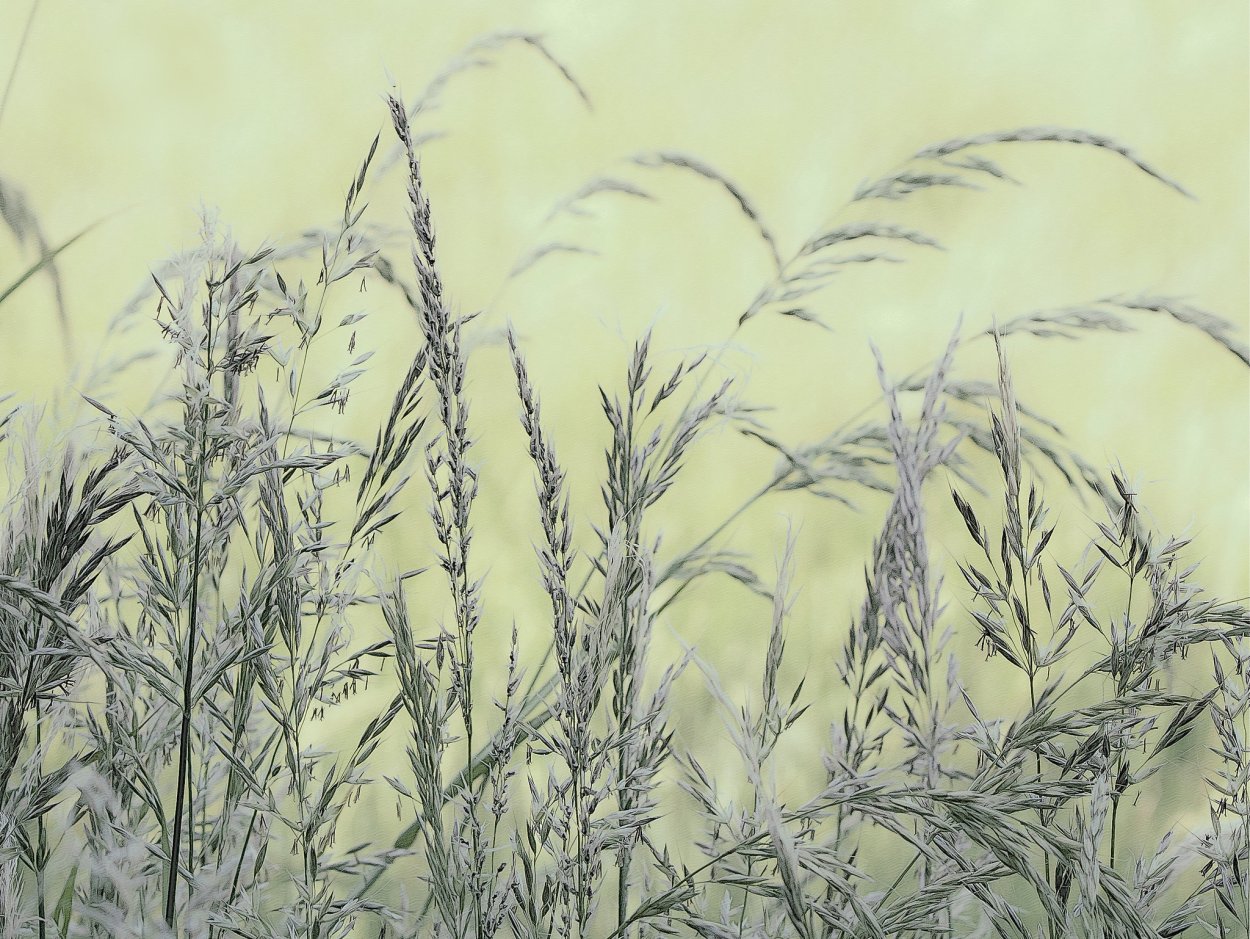 Колосок трава рисунок