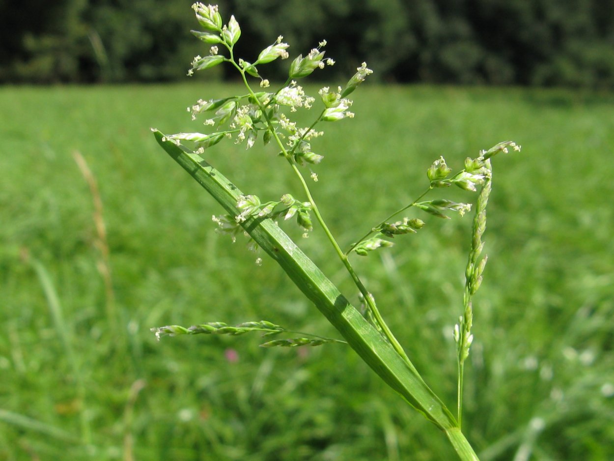 Растение мятлик Луговой