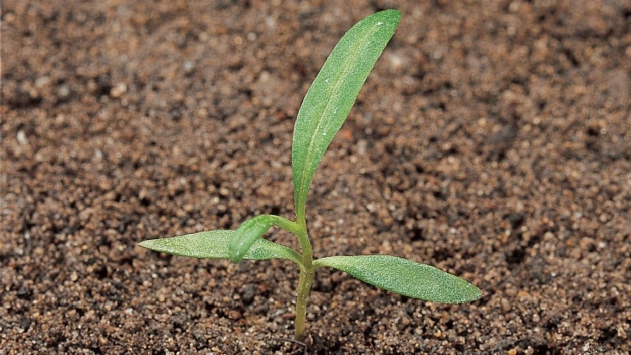 Горец почечуйный всходы