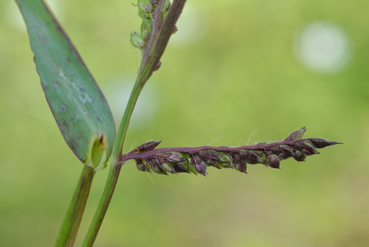 Ежовник хвостатый