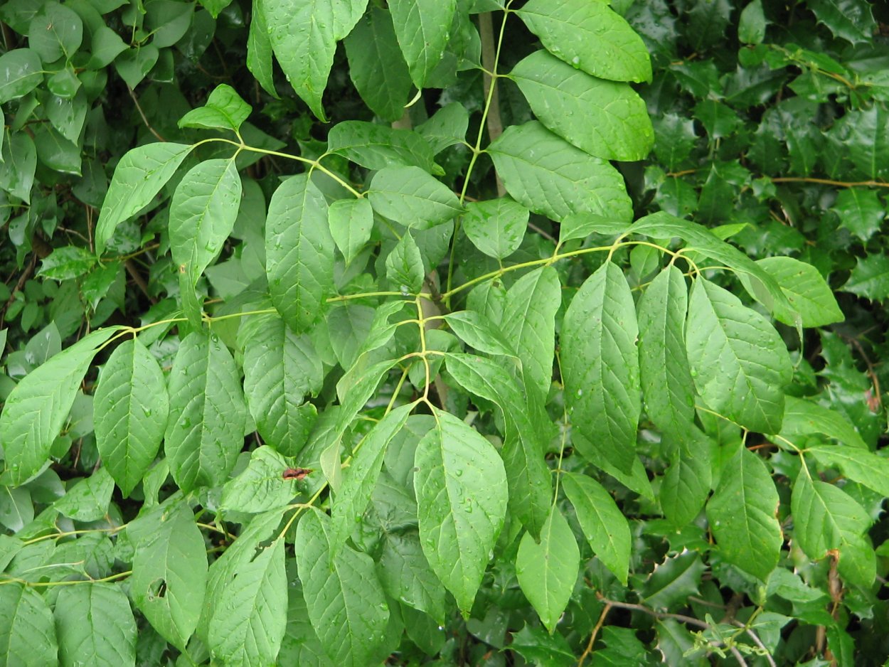 Ясень дерево листья