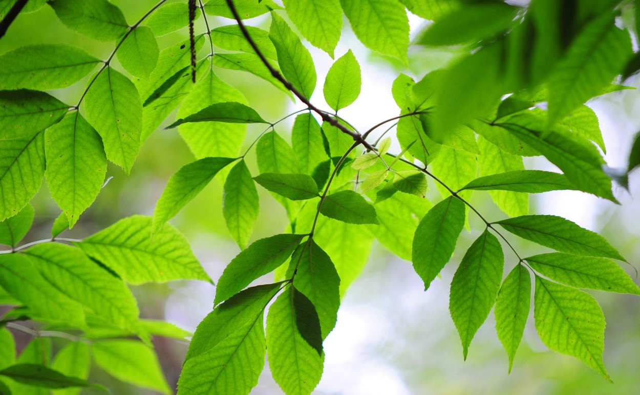 Листья ясеня Калифорнийского