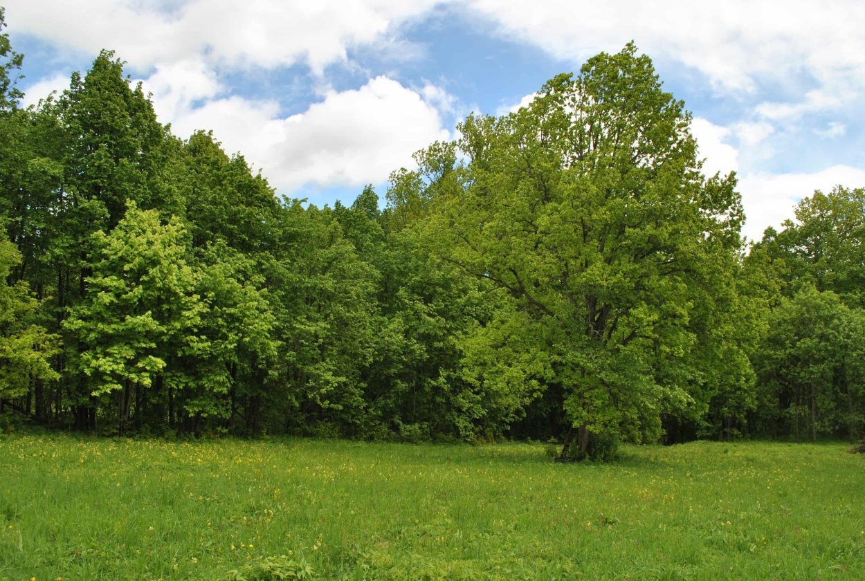 Широколиственные леса липа
