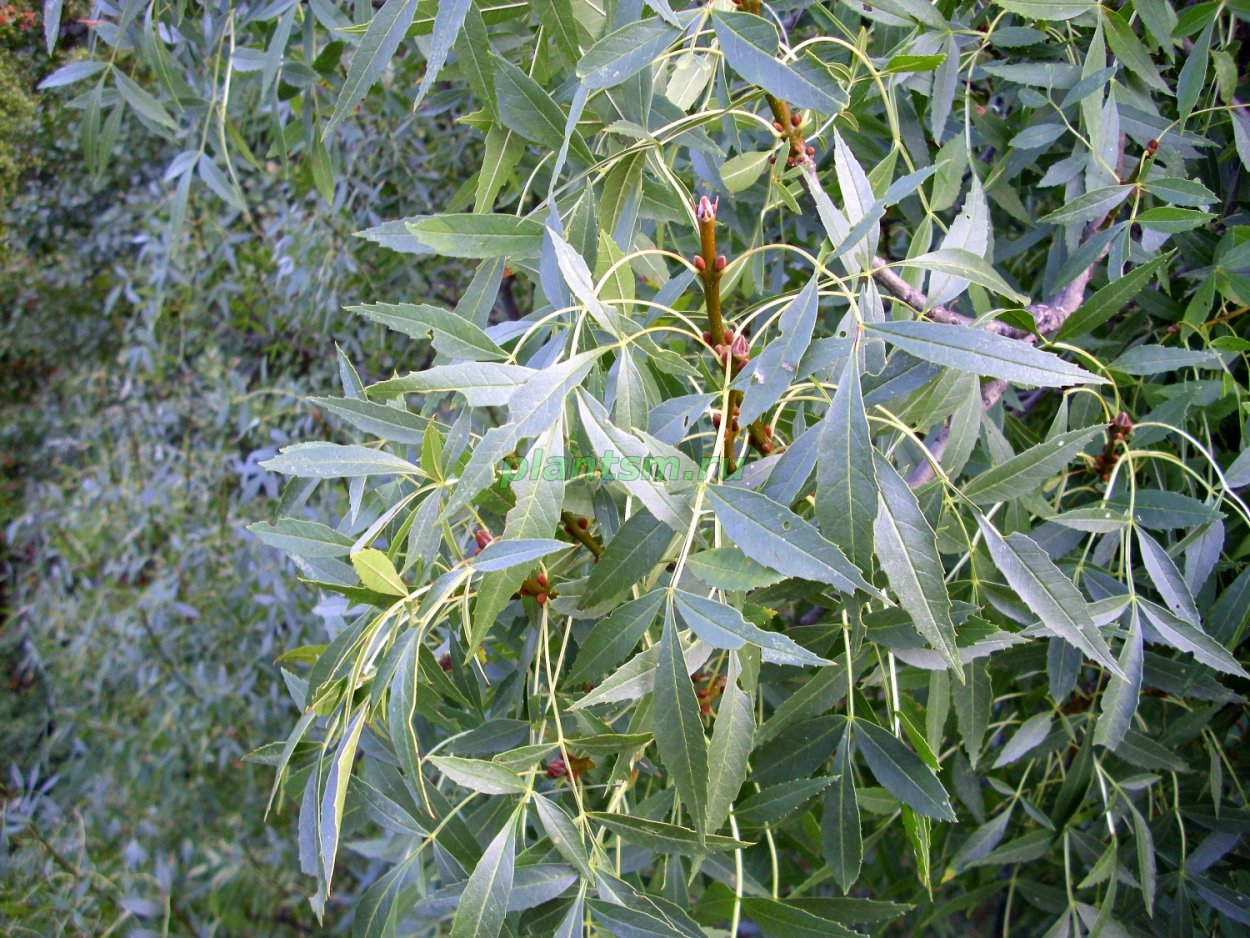 Ясень узколистный дерево