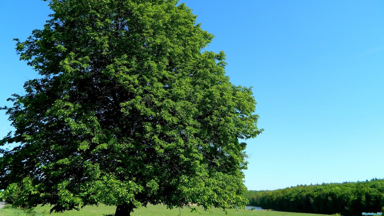 Вяз гладкий обыкновенный
