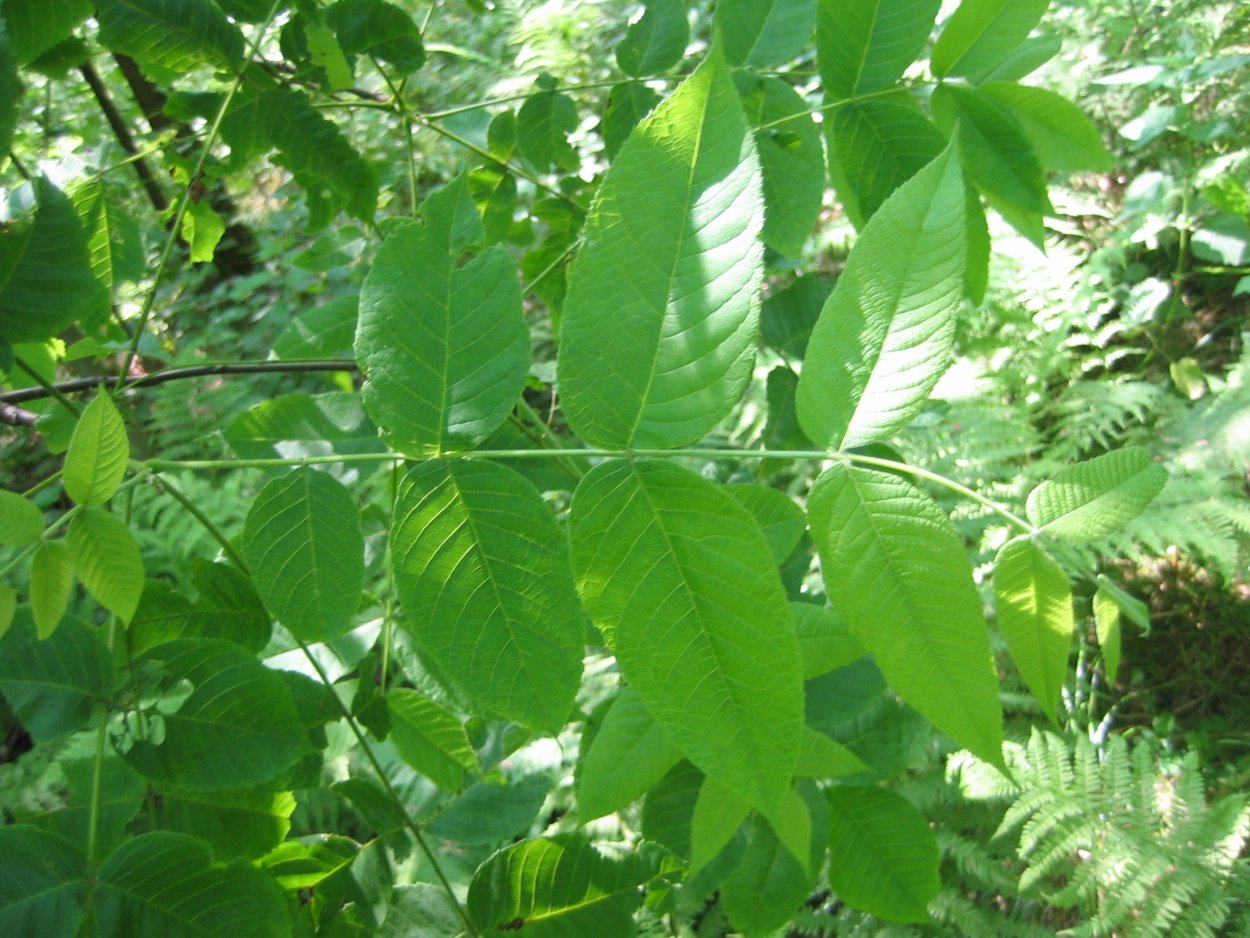 Ясень зеленый Fraxinus lanceolata