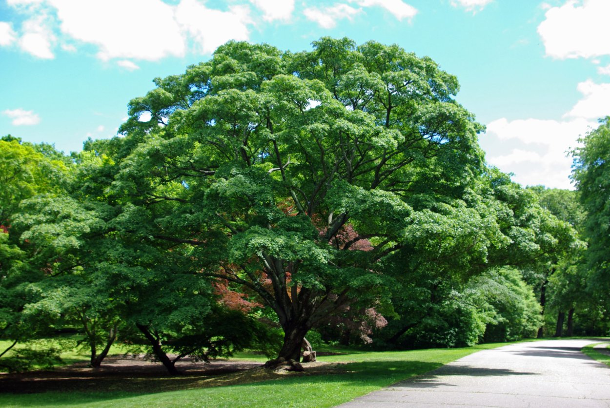 Клен дерево