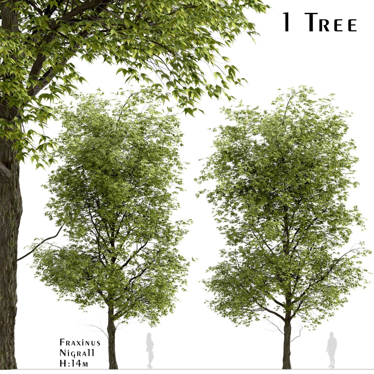 Ясень Херсет