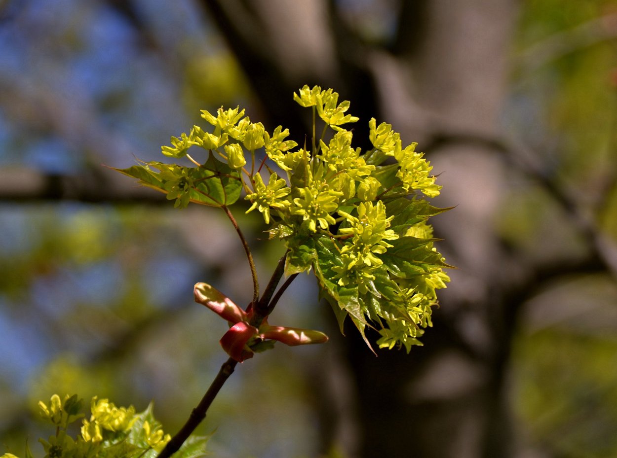 Клен остролистный весной