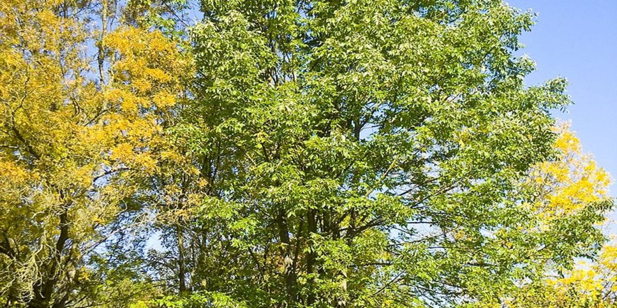 Ясень американский