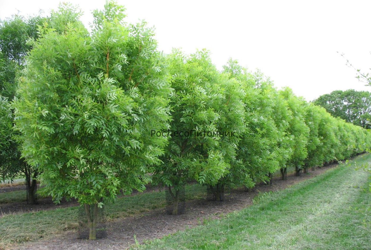 Ясень обыкновенный, с2