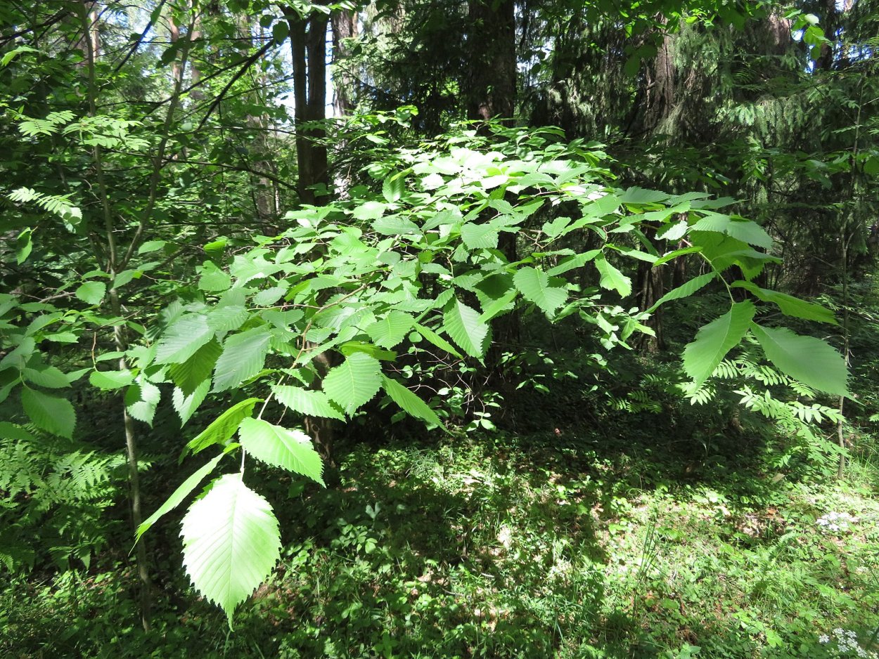 Вяз гладкий Ulmus laevis Pall