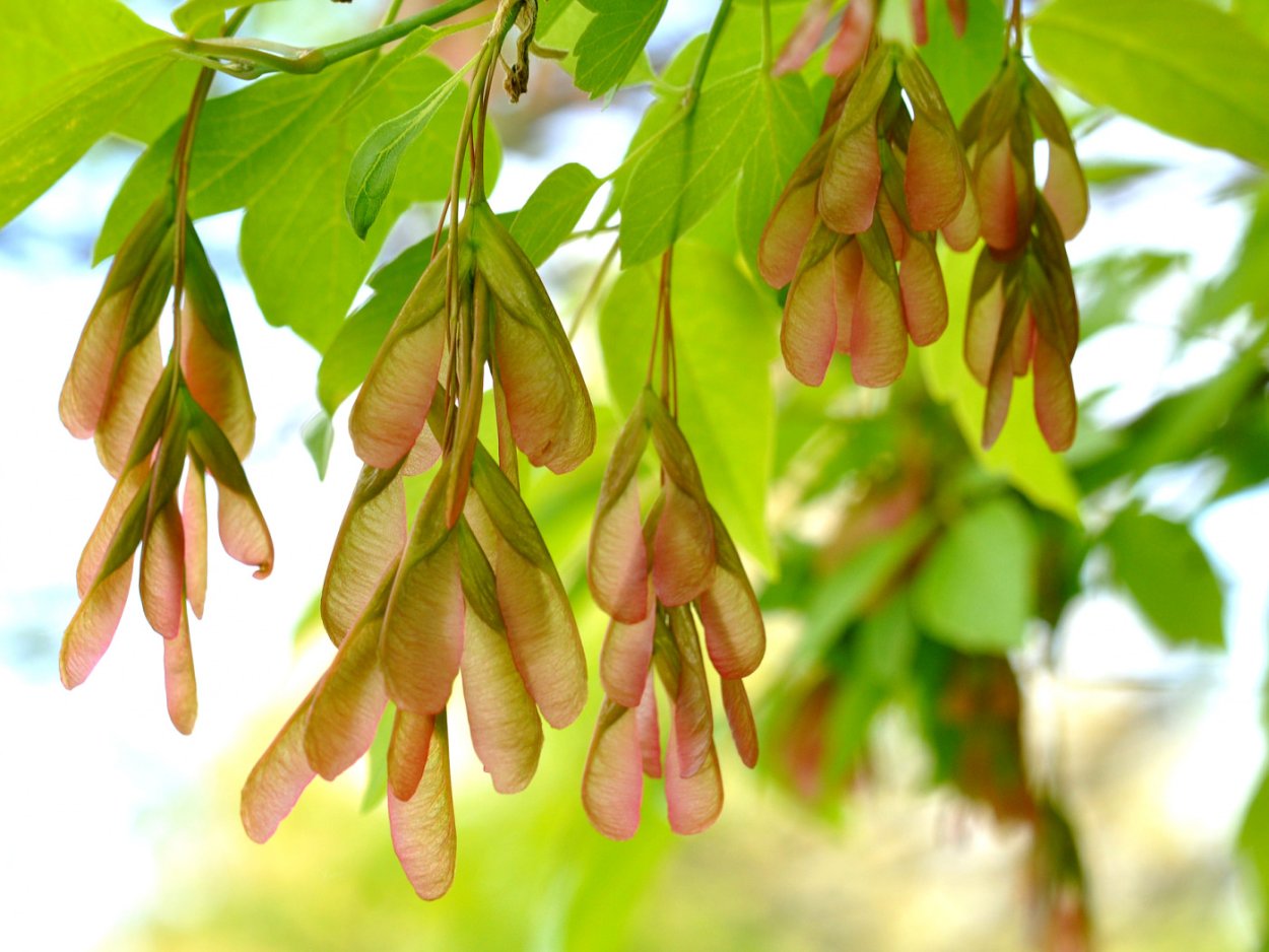 Клен ясенелистный кустарник