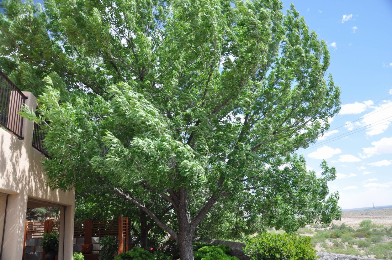 Ясень рейвуд