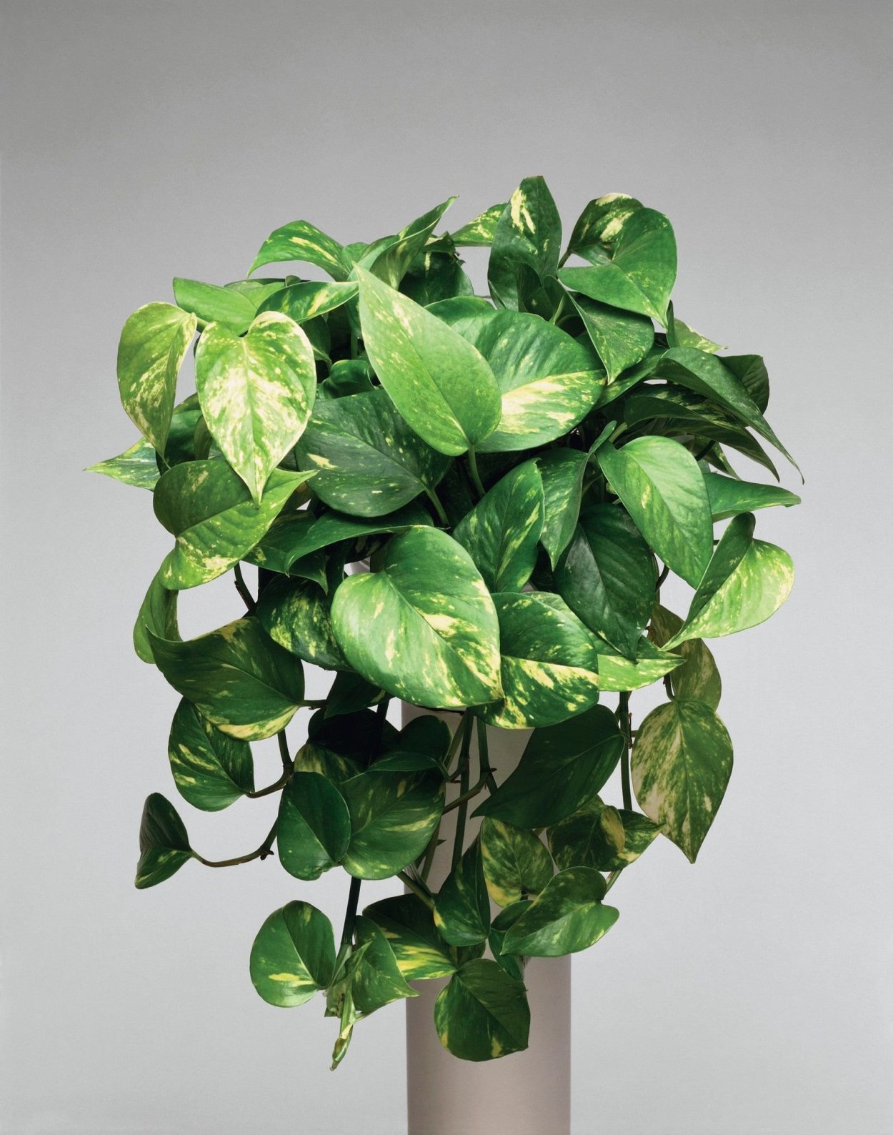 Лиана Эпипремнум перистый золотистый