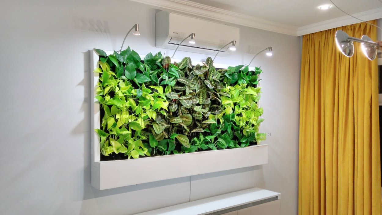 Лиана Грин вертикальное Озеленение