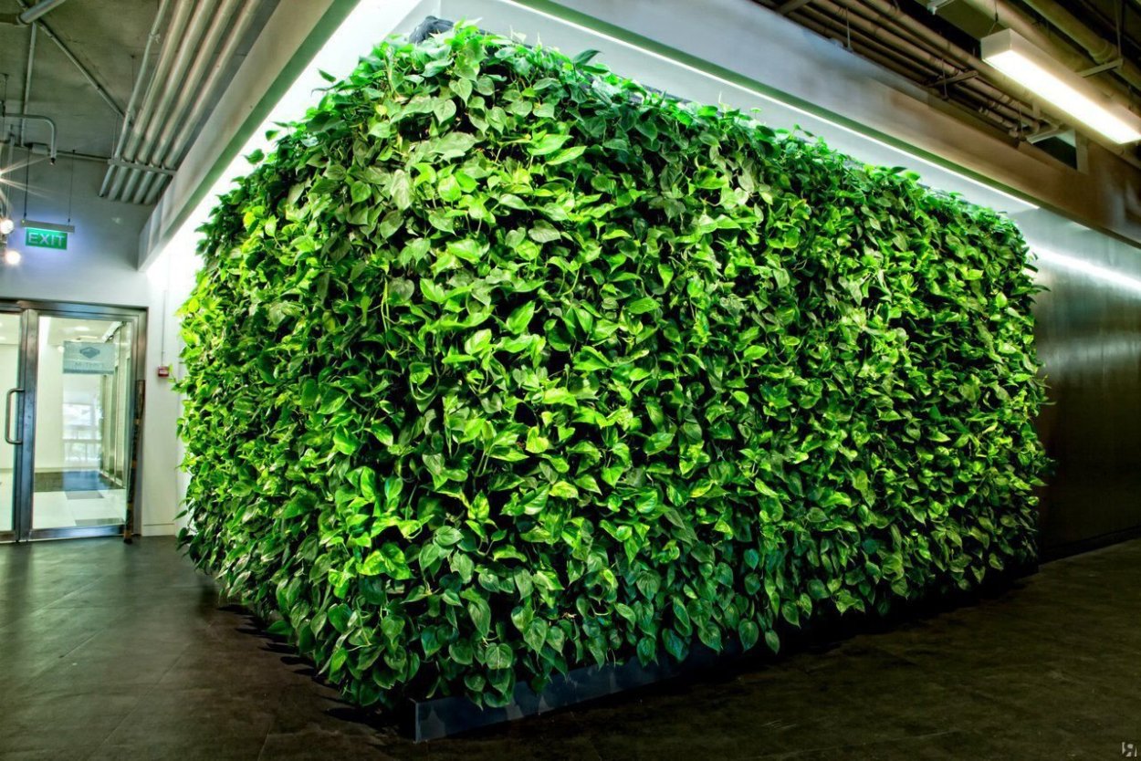 Фитостена Эпипремнум