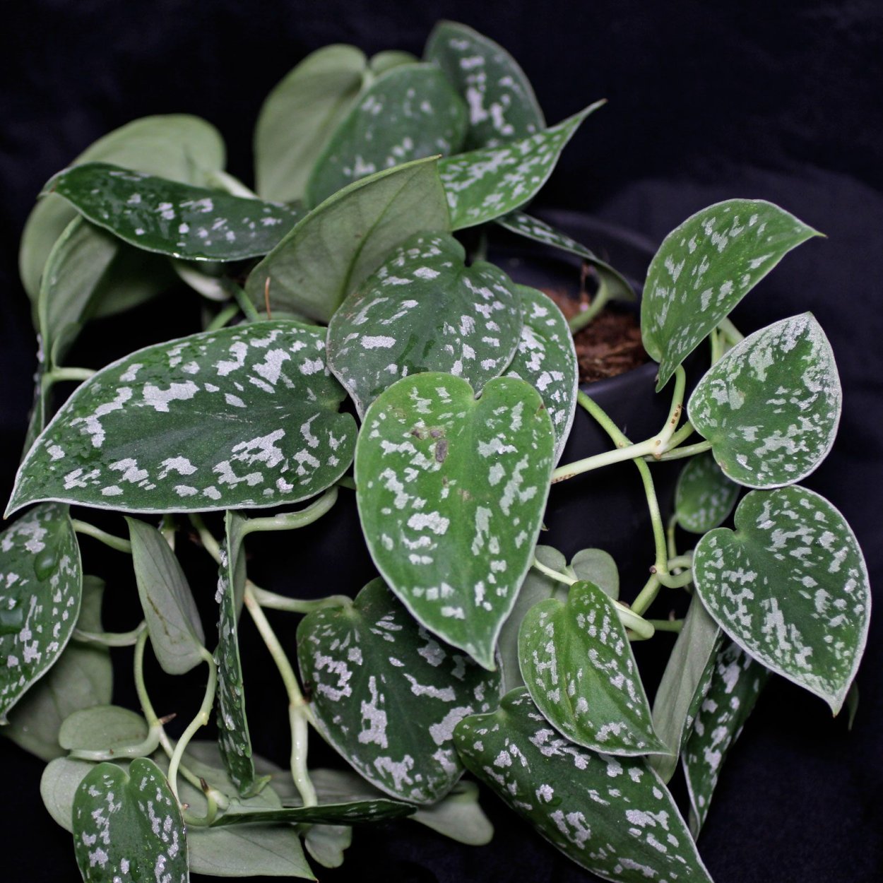 Сциндапсус пестрый