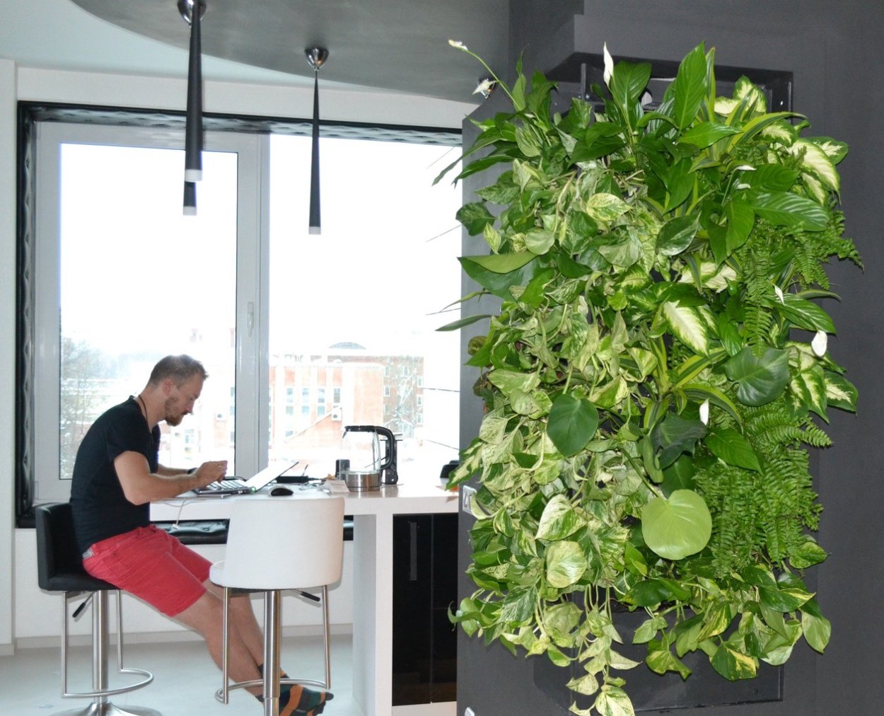 Фитостена фаленопсис