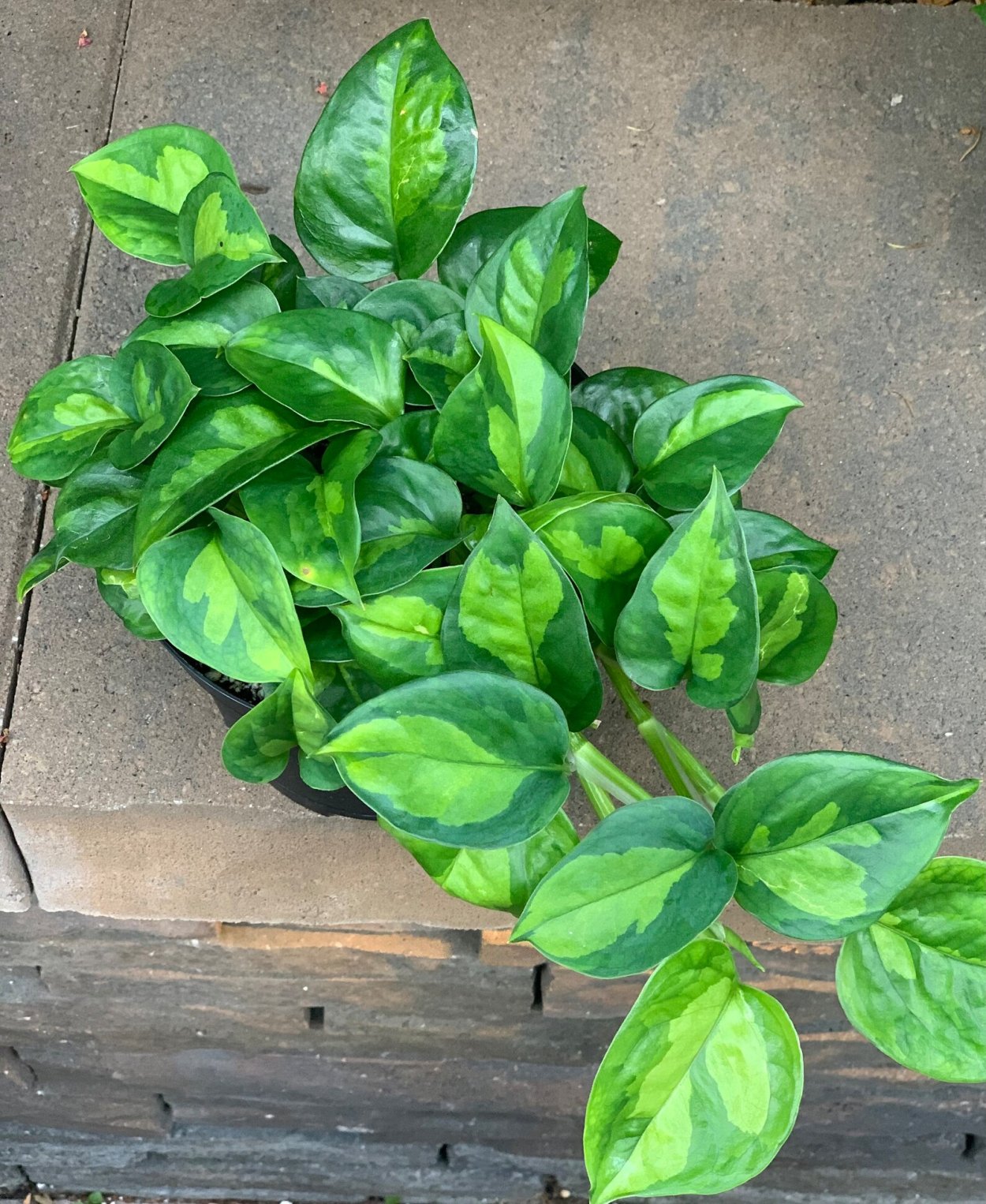 Эпипремнум Глобал Грин