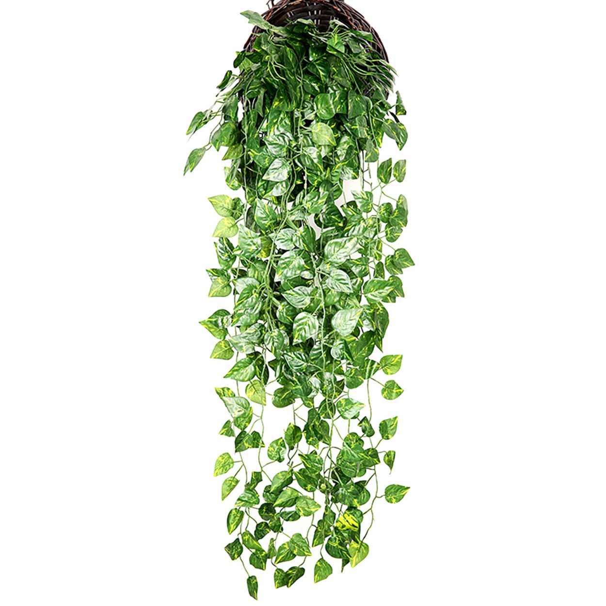 Сциндапсус сиамский