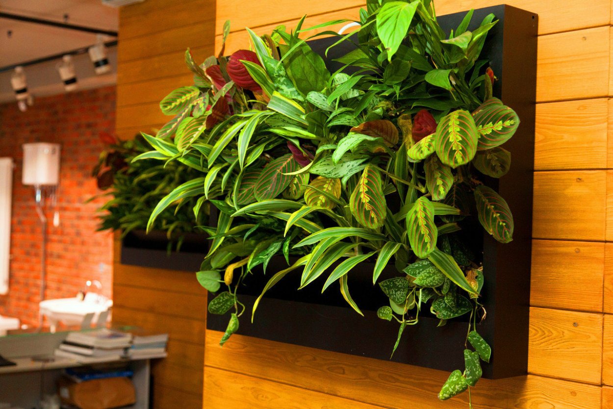 Спатифиллум фитостена