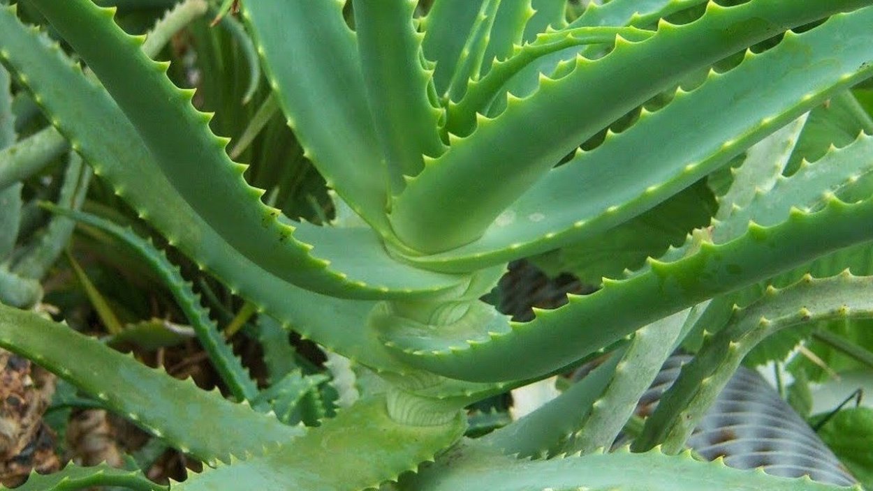 Алоэ древовидное столетник