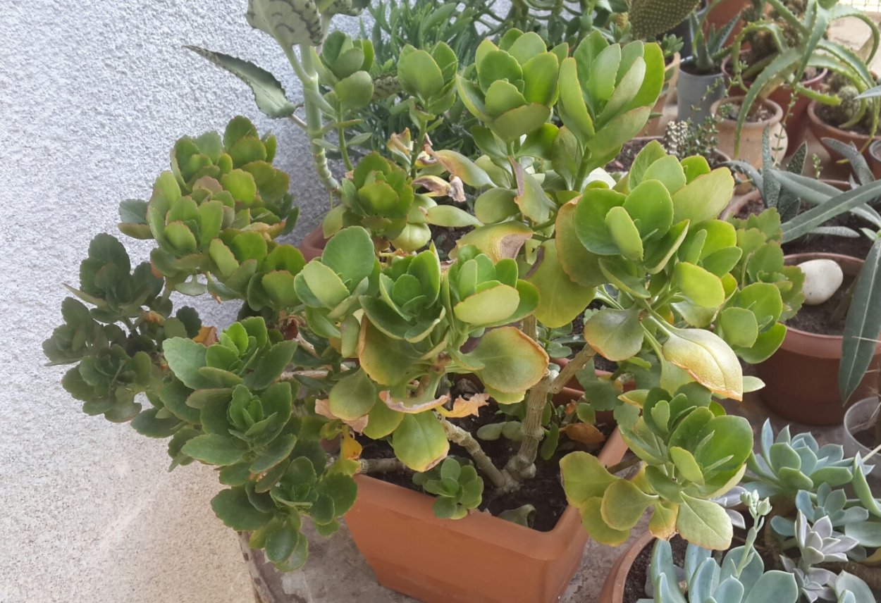 Каланхоэ Блоссфельда Суккуленты