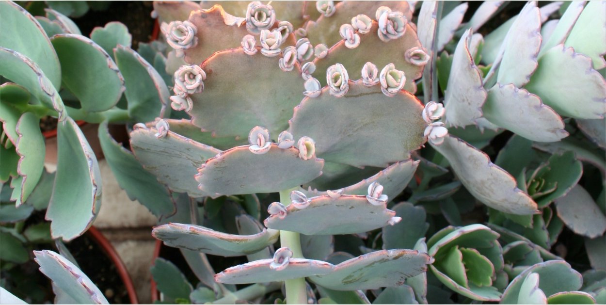 Kalanchoe fedtschenkoi цветет
