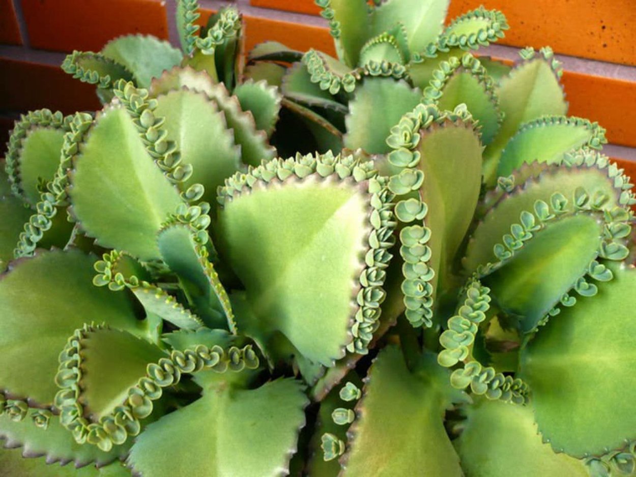Каланхоэ пильчатолистное (Kalanchoe serratifolium)