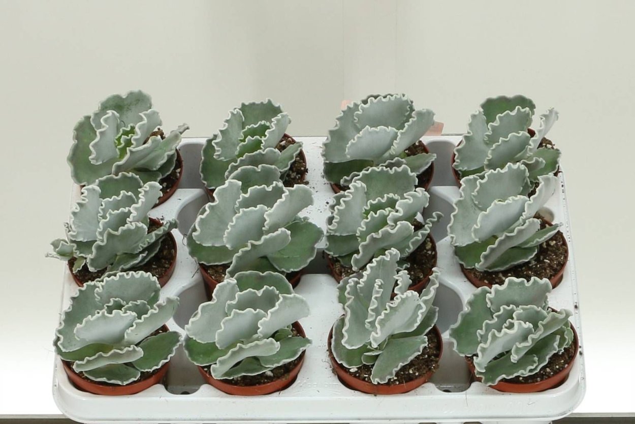 Котиледон Ундулата волнистый