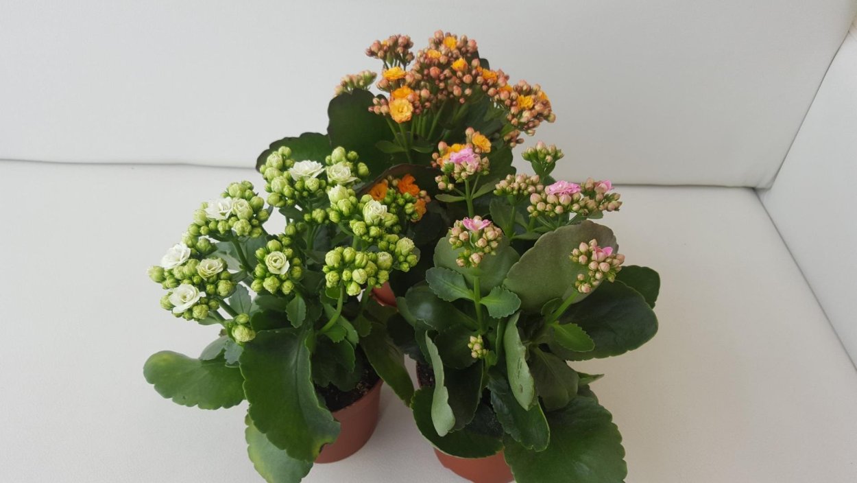 Каланхоэ Блоссфельда белая