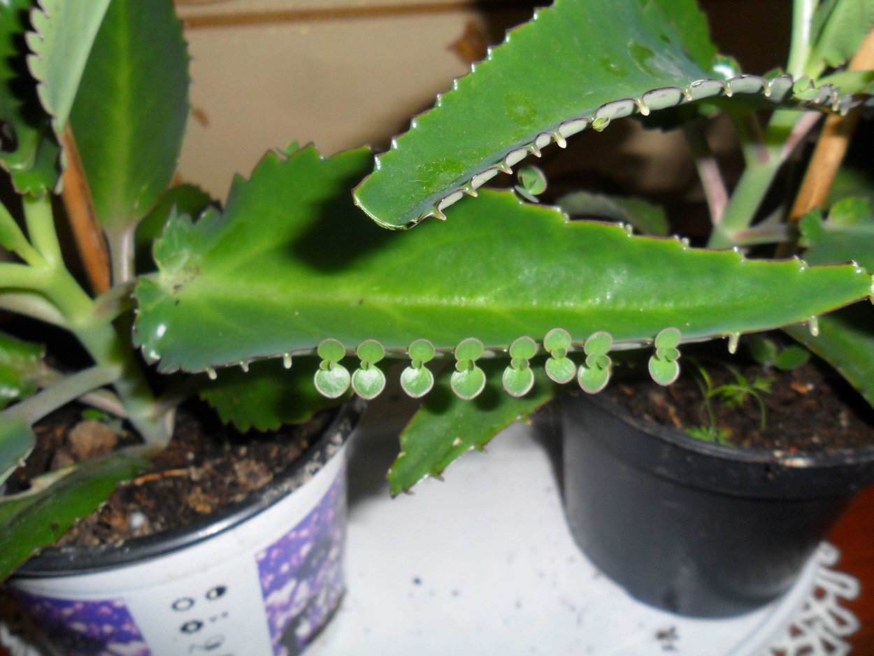 Каланхоэ древовидное