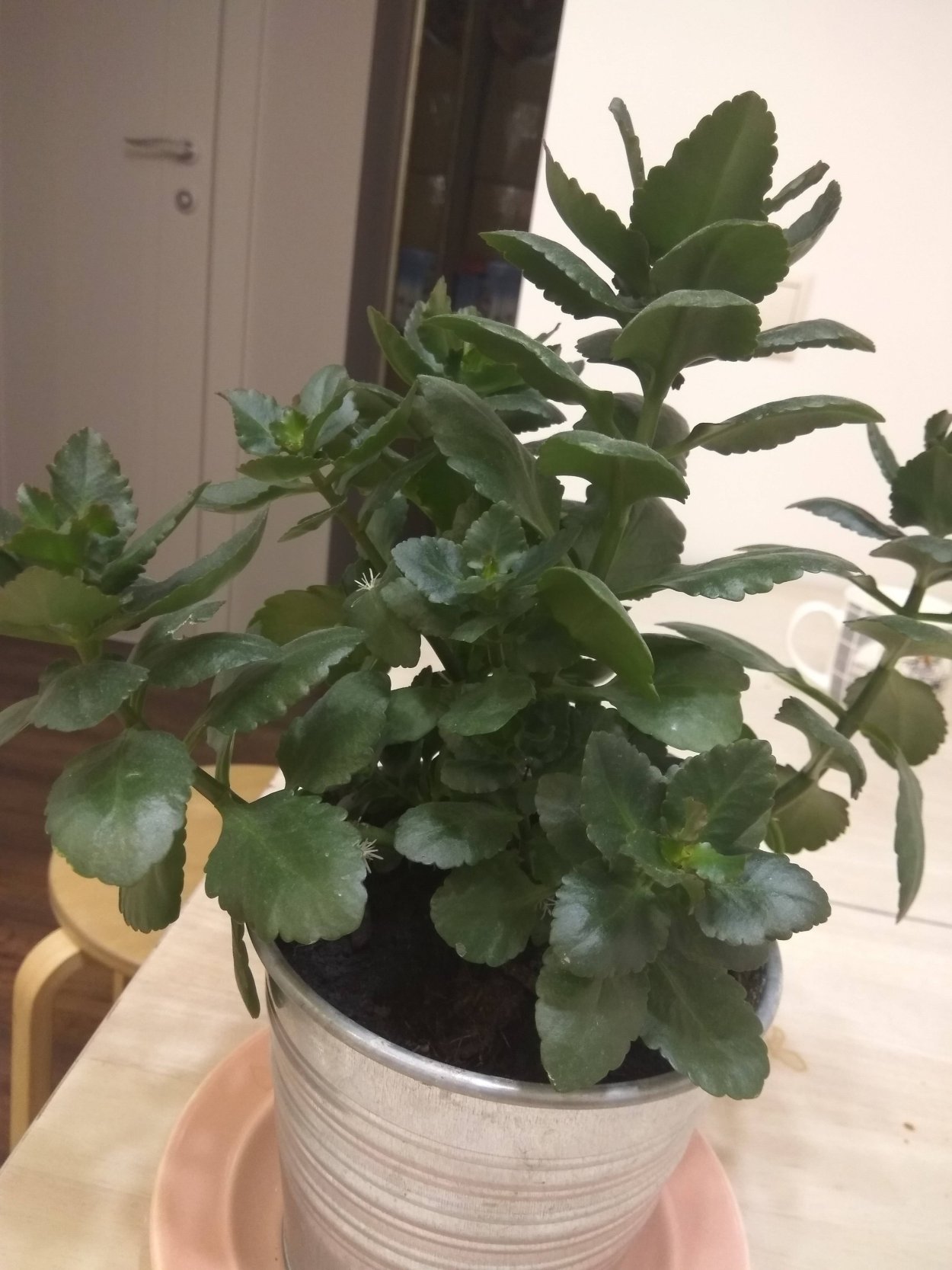 Каланхоэ суккулент круглолистная