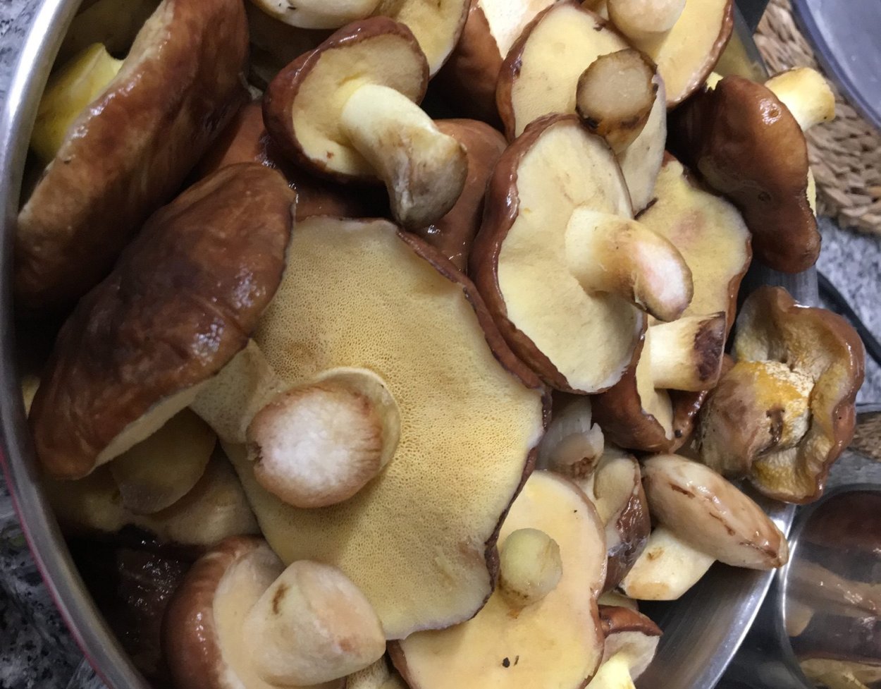 Масленок фиолетовый