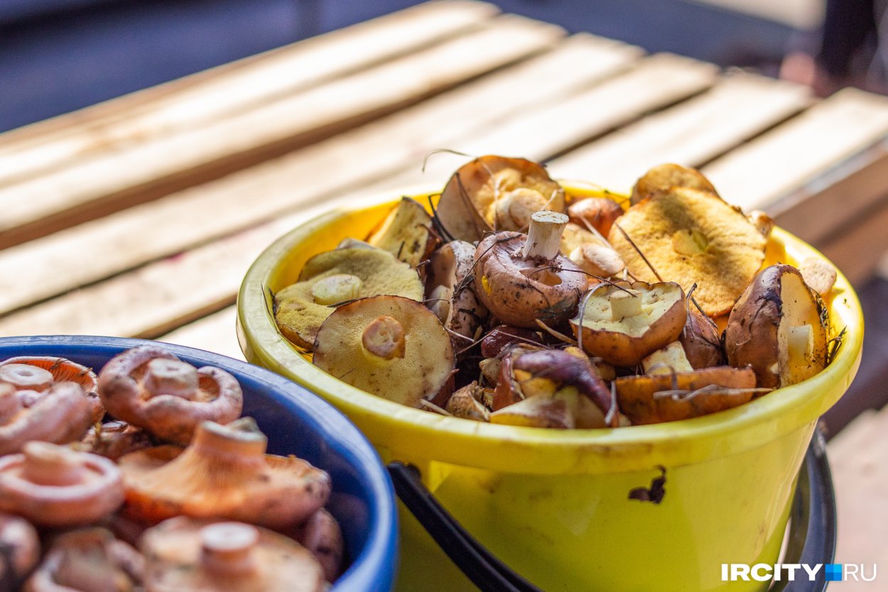 Грибы Иркутска фото