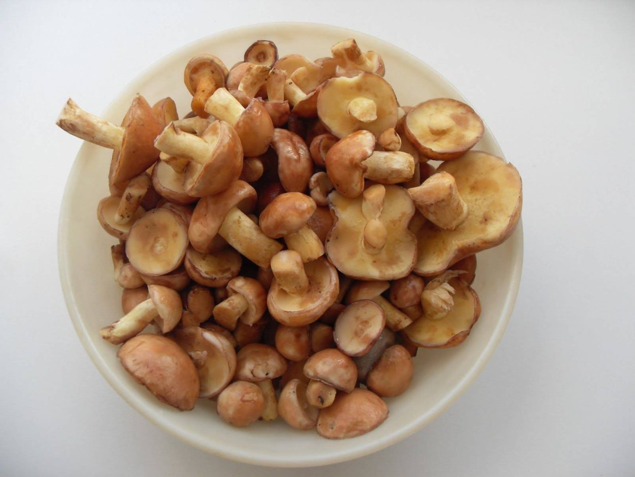 Для пищеварения маслята