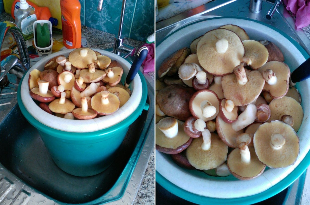 Маслята гриб в Узбекистане