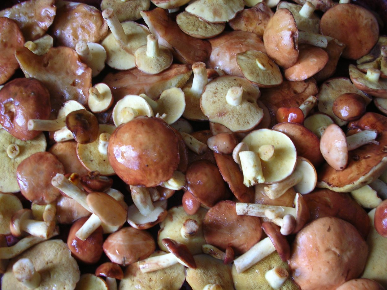 Опята шампиньоны маслята