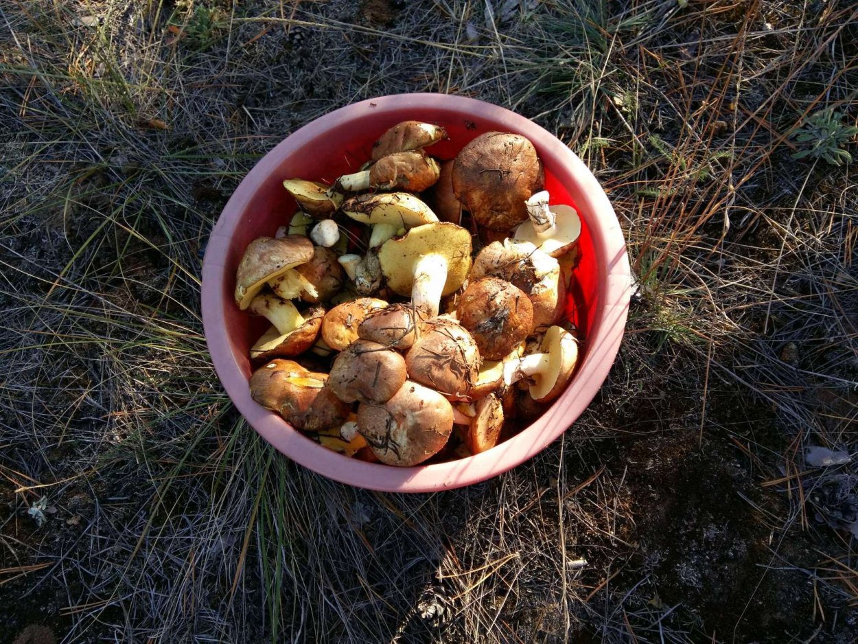 Маслята в Волгоградской области