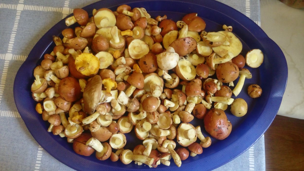 Маслята сахалинские