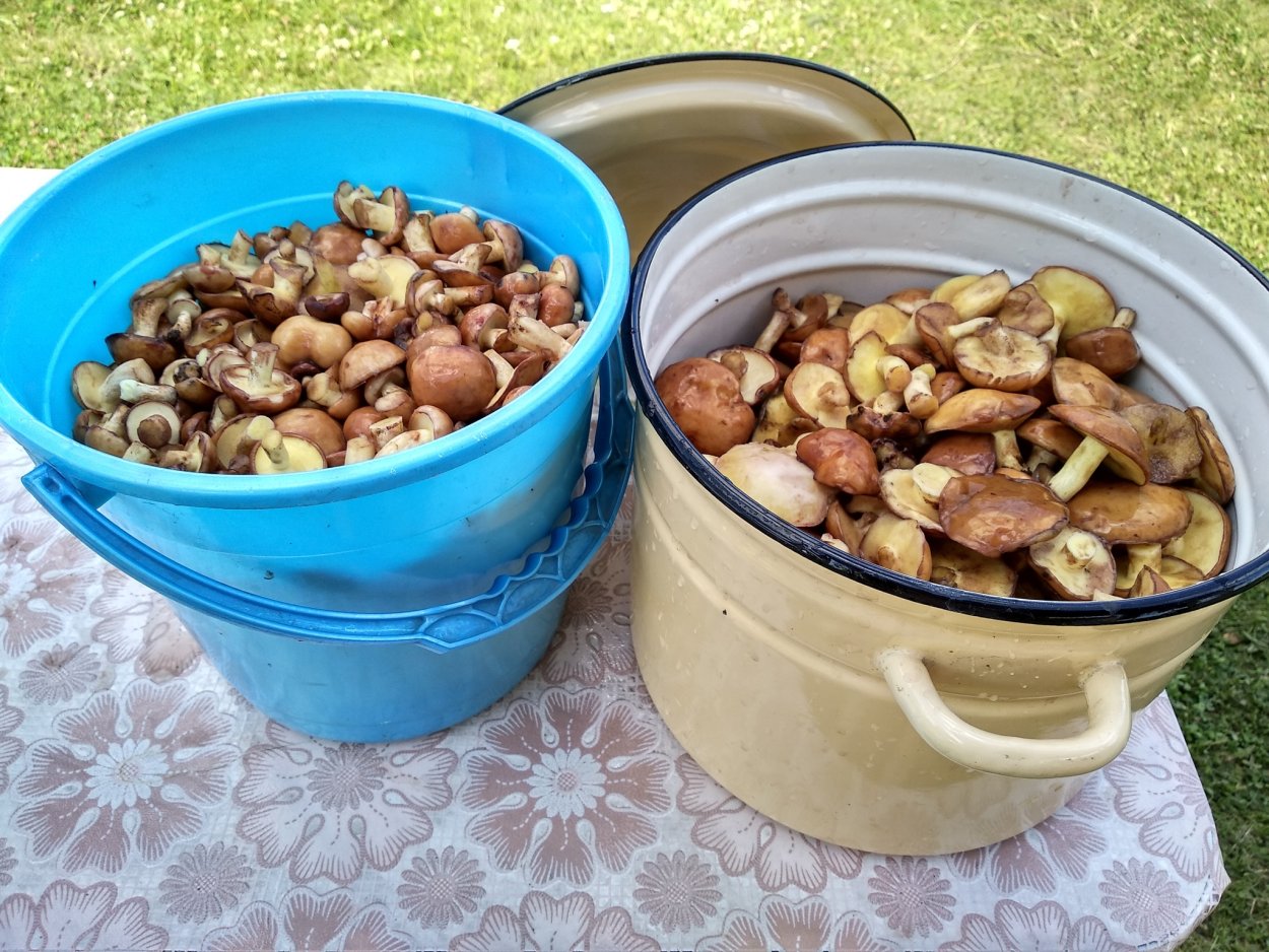 Ведерко маслят