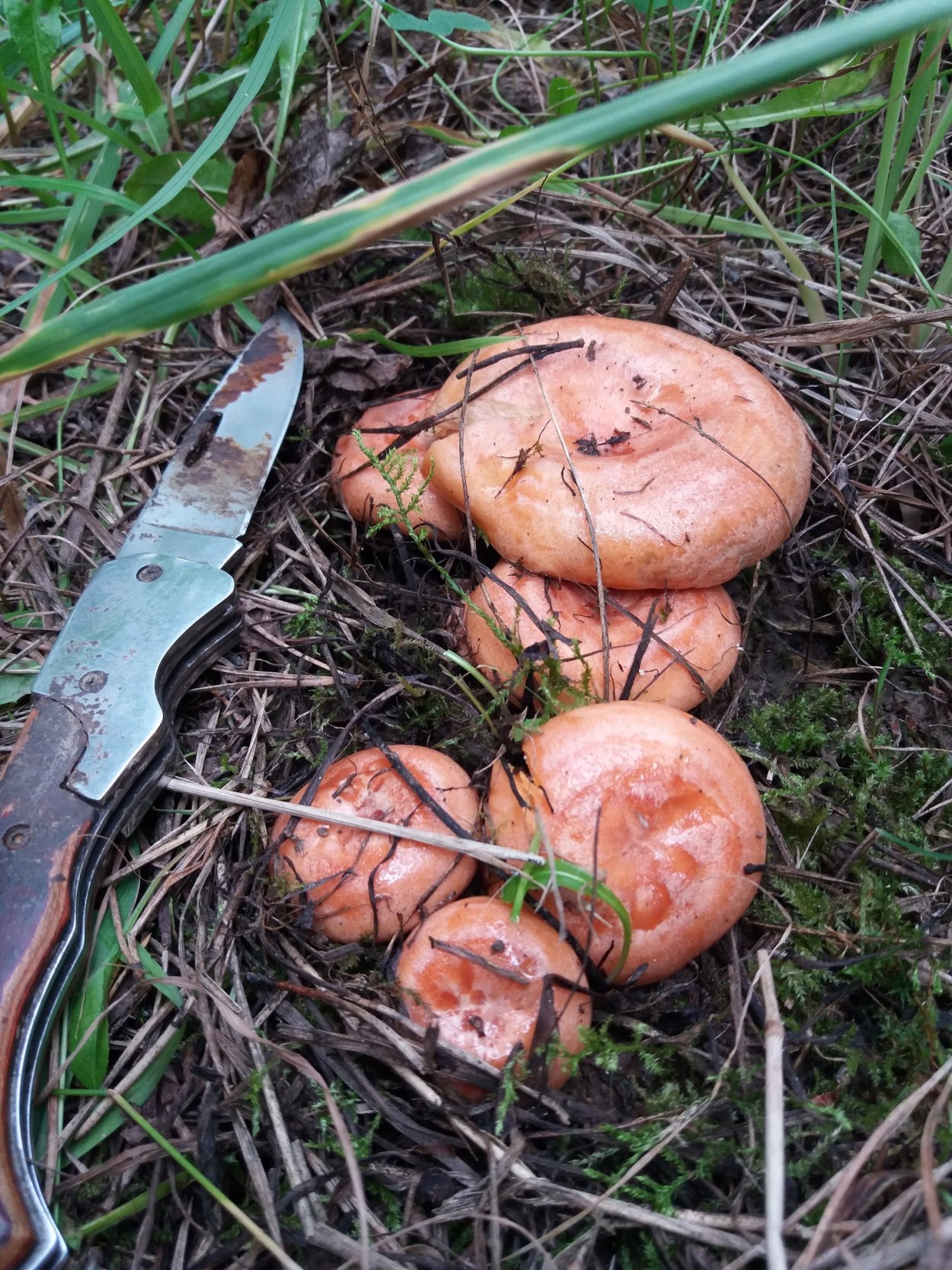 Гриб сморчок и Рыжик