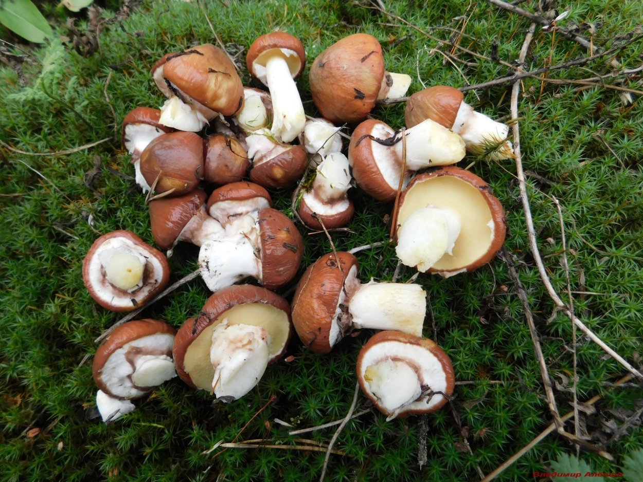 Море маслят грибов