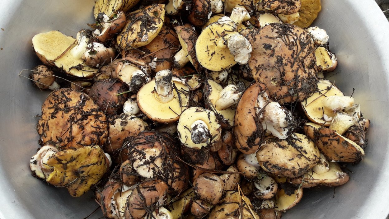 Картофель жареный с маслятами