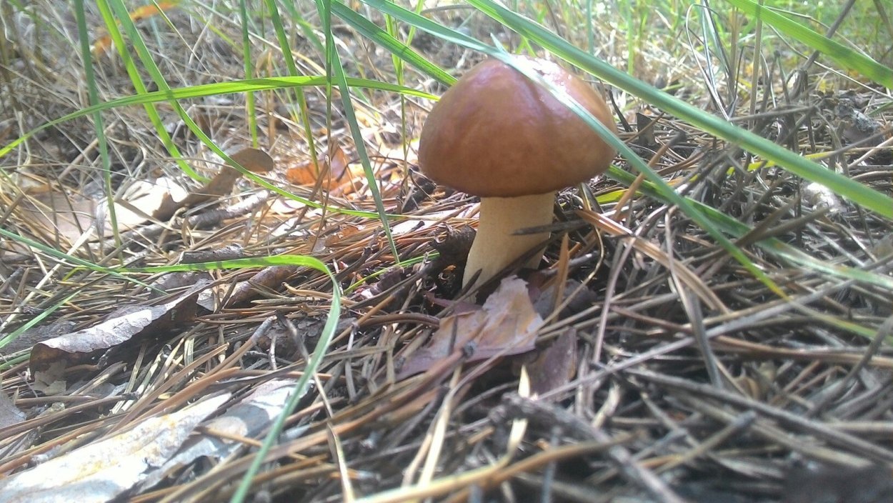 Сезон грибов маслята