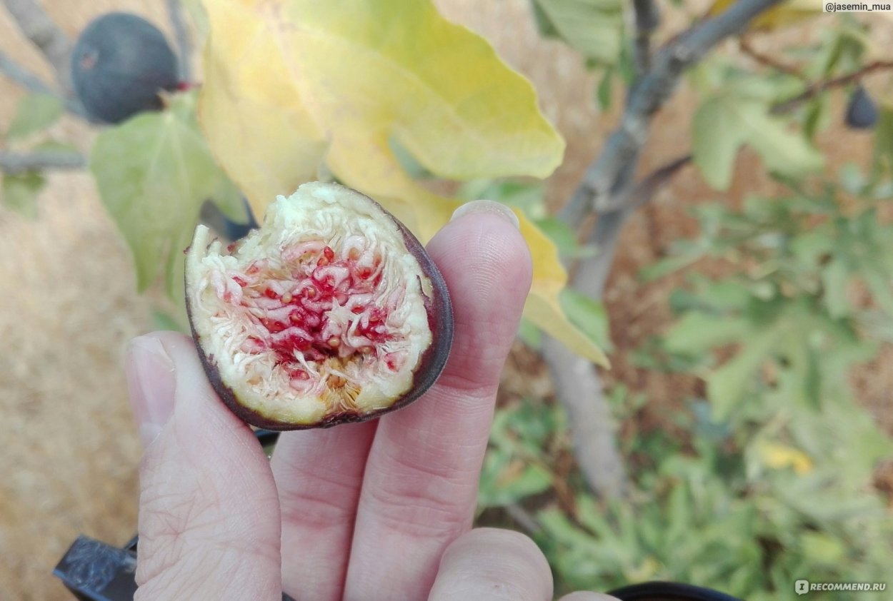 Срез инжира