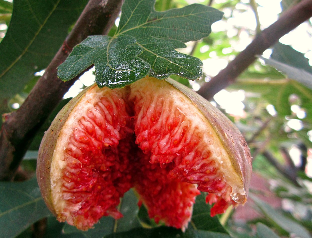 Смоковница дерево плоды