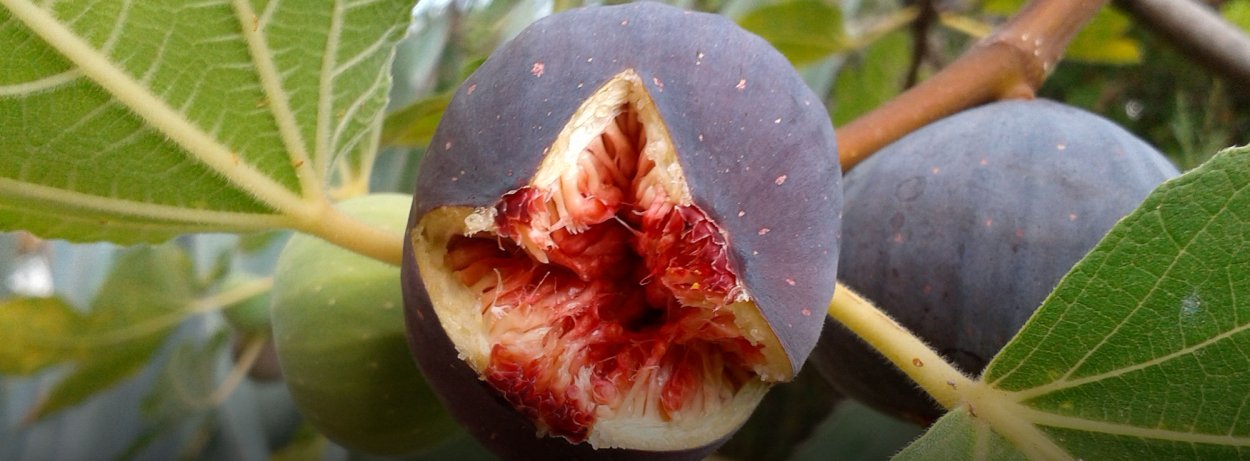 Переспелый плод инжир