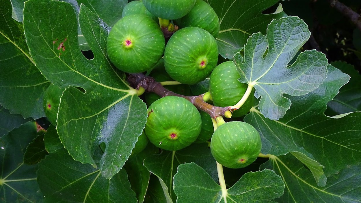 Инжир колхидский